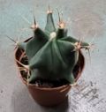 2" Cactus Histrix